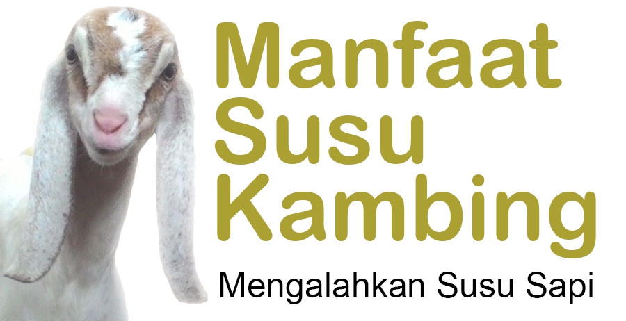 Manfaat Susu Kambing Dibanding  Susu Sapi