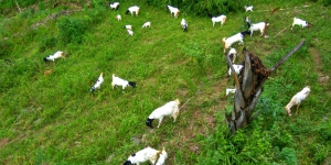 Apakah Manfaat Susu Kambing Untuk Kesehatan Kita.?
