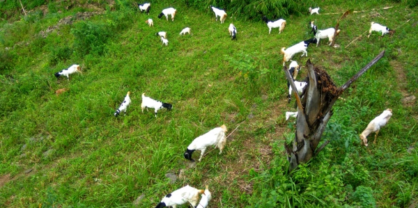 Apakah Manfaat Susu Kambing Untuk Kesehatan Kita.?